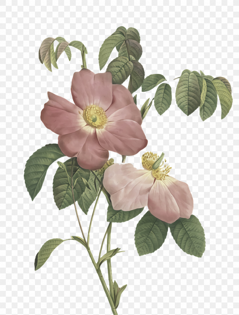 Cabbage Rose Royalty-free Dog-rose, PNG, 1090x1440px, Cabbage Rose, Dogrose, Flower, Petal, Royaltyfree Download Free