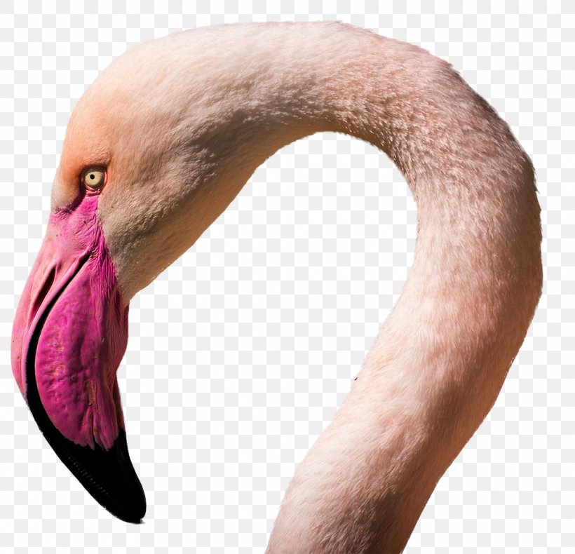 Flamingos Water Bird E-commerce, PNG, 1037x1000px, Flamingos, Beak, Bird, Child, Close Up Download Free