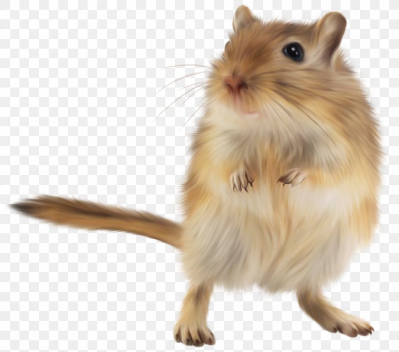 Gerbil Golden Hamster Rodent Mouse, PNG, 1370x1211px, Gerbil, Animal, Cage, Fauna, Golden Hamster Download Free