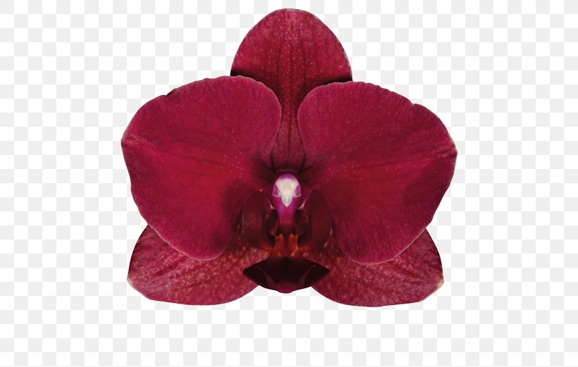 Moth Orchids Cut Flowers Laceleaf, PNG, 581x521px, Moth Orchids, Artikel, Cut Flowers, Flower, Flowering Plant Download Free