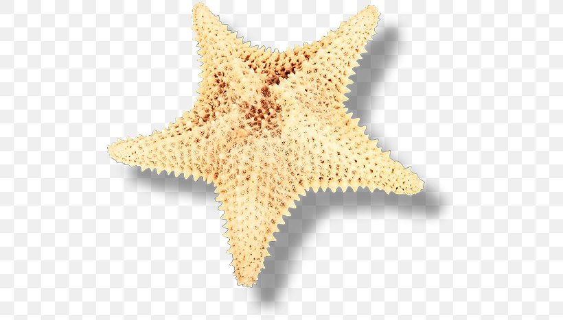 Starfish Seashell Echinoderm Clip Art, PNG, 512x467px, Starfish, Animal, Apartment, Beach, Echinoderm Download Free