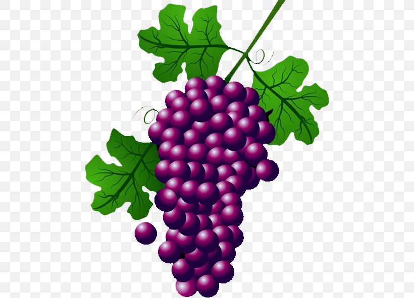 Wine Common Grape Vine Concord Grape Clip Art, PNG, 484x591px, Wine, Berry, Boysenberry, Common Grape Vine, Concord Grape Download Free