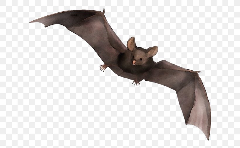 Bat Squirrel Vampire Bat Little Brown Myotis Animal Figure, PNG, 689x508px, Watercolor, Animal Figure, Bat, Fictional Character, Little Brown Myotis Download Free