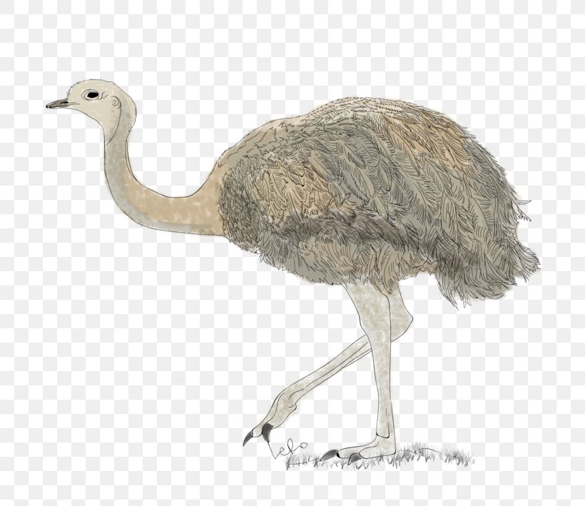 Common Ostrich Emu Terrestrial Animal Beak, PNG, 709x709px, Common Ostrich, Animal, Beak, Bird, Crane Download Free