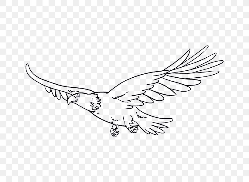 Drawing Bird Eagle Line Art, PNG, 678x600px, Drawing, Artwork, Beak, Bird, Bird Of Prey Download Free