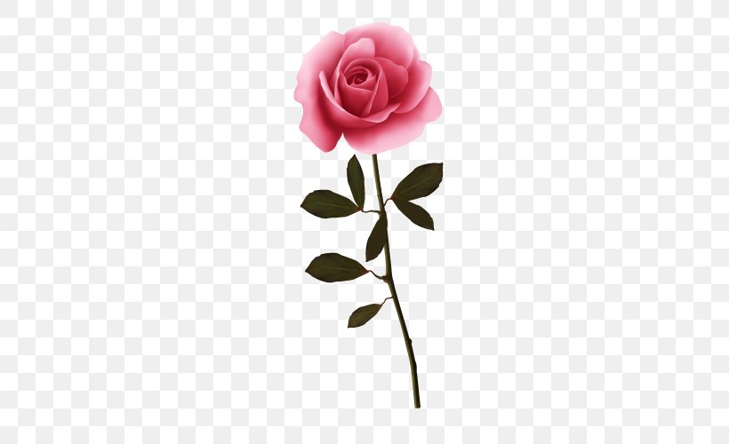 Garden Roses Flower, PNG, 500x500px, Garden Roses, Banner, Cut Flowers, Floral Design, Flower Download Free