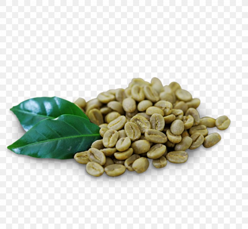 Green Coffee Extract Green Tea, PNG, 1631x1508px, Coffee, Arabica Coffee, Bean, Coffee Bean, Coffee Roasting Download Free