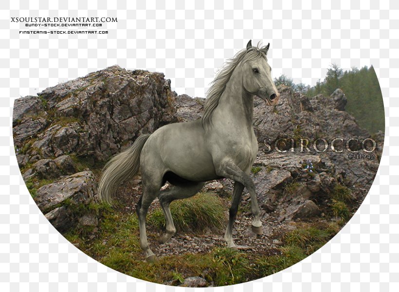 Mane Mustang Stallion Mare Pony, PNG, 777x600px, Mane, Fauna, Grass, Horse, Horse Like Mammal Download Free