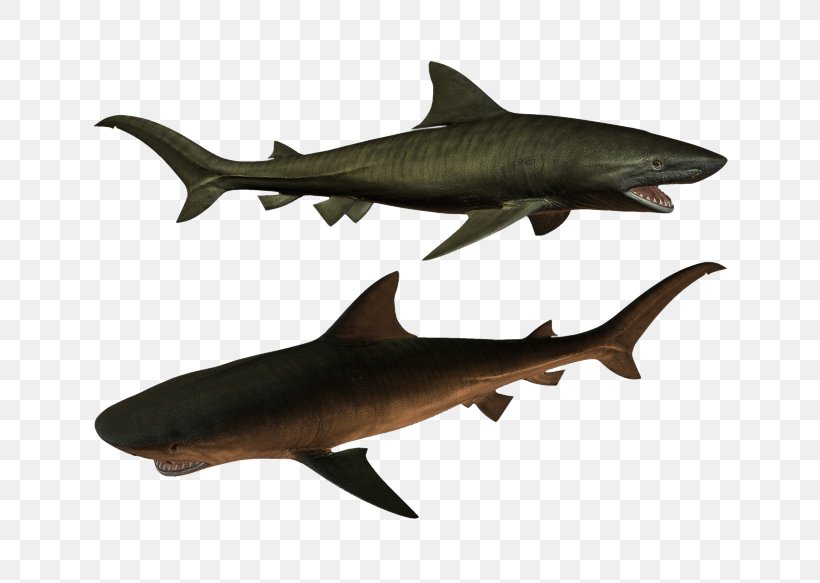 Requiem Shark Squaliformes Icon, PNG, 760x583px, Requiem Shark, Advertising, Animal, Carcharhiniformes, Cartilaginous Fish Download Free