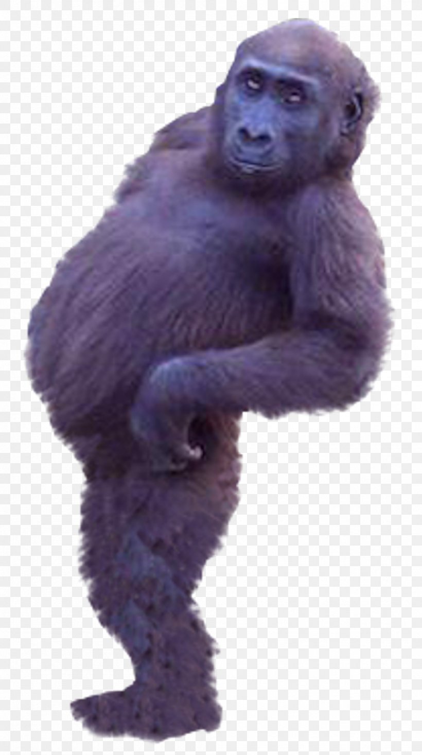 Western Gorilla Common Chimpanzee Ape Monkey, PNG, 999x1788px, Western Gorilla, Ape, Chimpanzee, Common Chimpanzee, Fauna Download Free