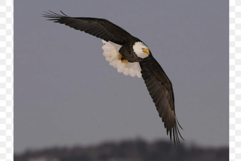 Bald Eagle Frigatebird White-tailed Eagle Parrot, PNG, 900x600px, Bald Eagle, Accipitriformes, Animal, Beak, Bird Download Free