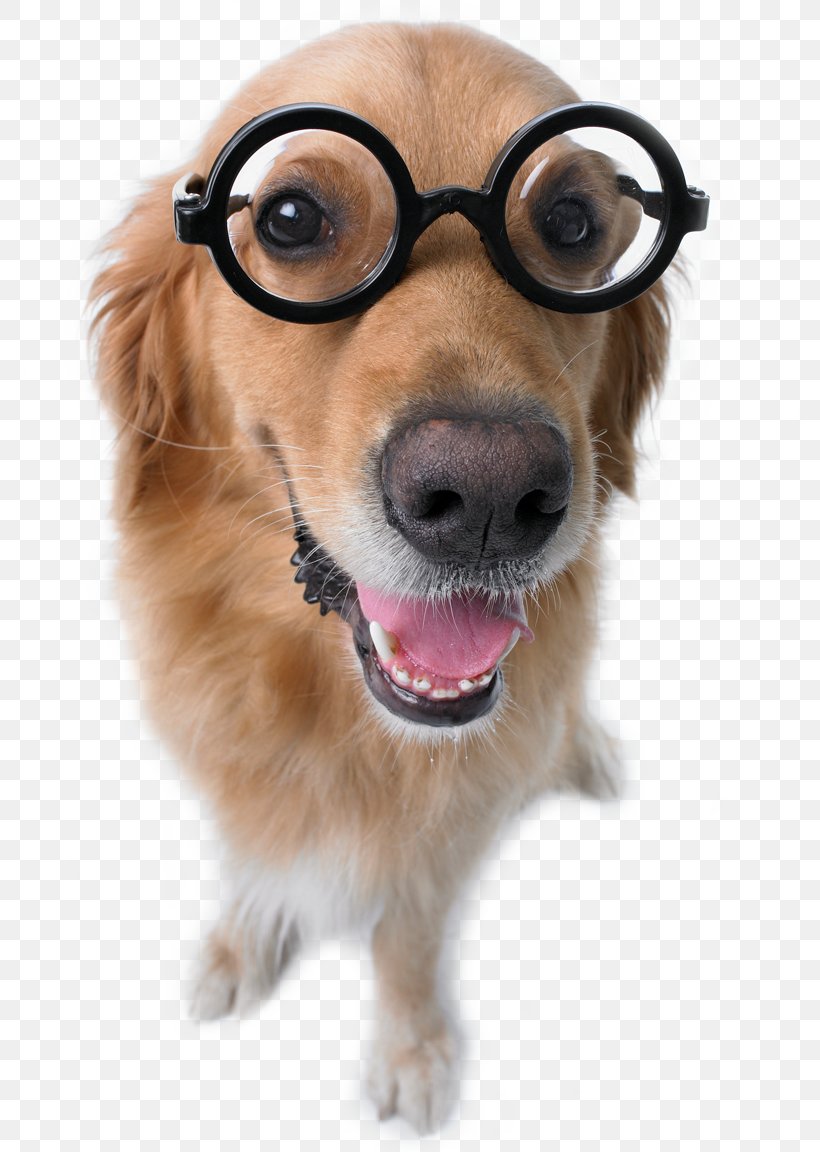 Dog Breed Puppy Companion Dog Glasses, PNG, 800x1152px, Dog Breed, Breed, Carnivoran, Companion Dog, Dog Download Free