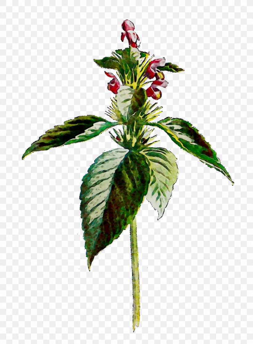 Herbaceous Plant Plant Stem Leaf Flower, PNG, 1377x1872px, Herbaceous Plant, Amaranth, Botany, Flower, Flowering Plant Download Free