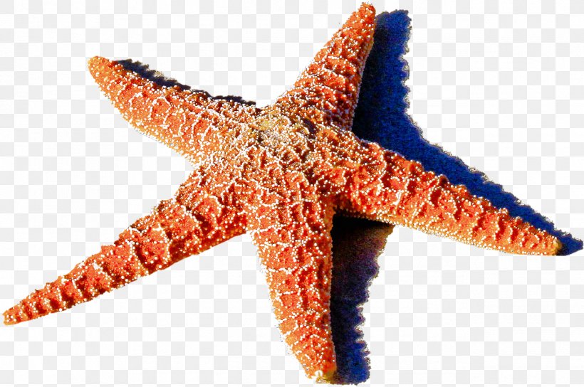 Travel Sea, PNG, 1272x844px, Starfish, Beach, Body Cavity, Deuterostome, Life Download Free