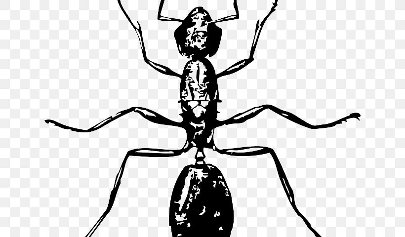 Ant Drawing Image Clip Art Insect, PNG, 640x480px, Ant, Arthropod, Artwork, Black And White, Cartoon Download Free