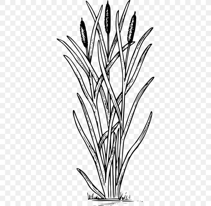 Cattail Drawing Swamp Clip Art, PNG, 380x800px, Cattail, Black And White, Branch, Color, Coloring Book Download Free
