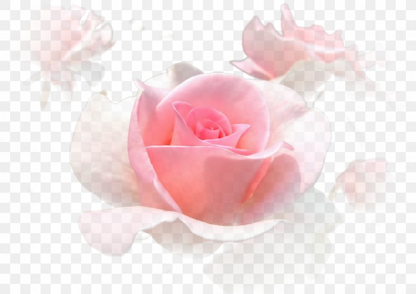 Pink Garden Roses Centifolia Roses White, PNG, 1401x991px, Pink, Beach Rose, Blog, Centifolia Roses, Close Up Download Free