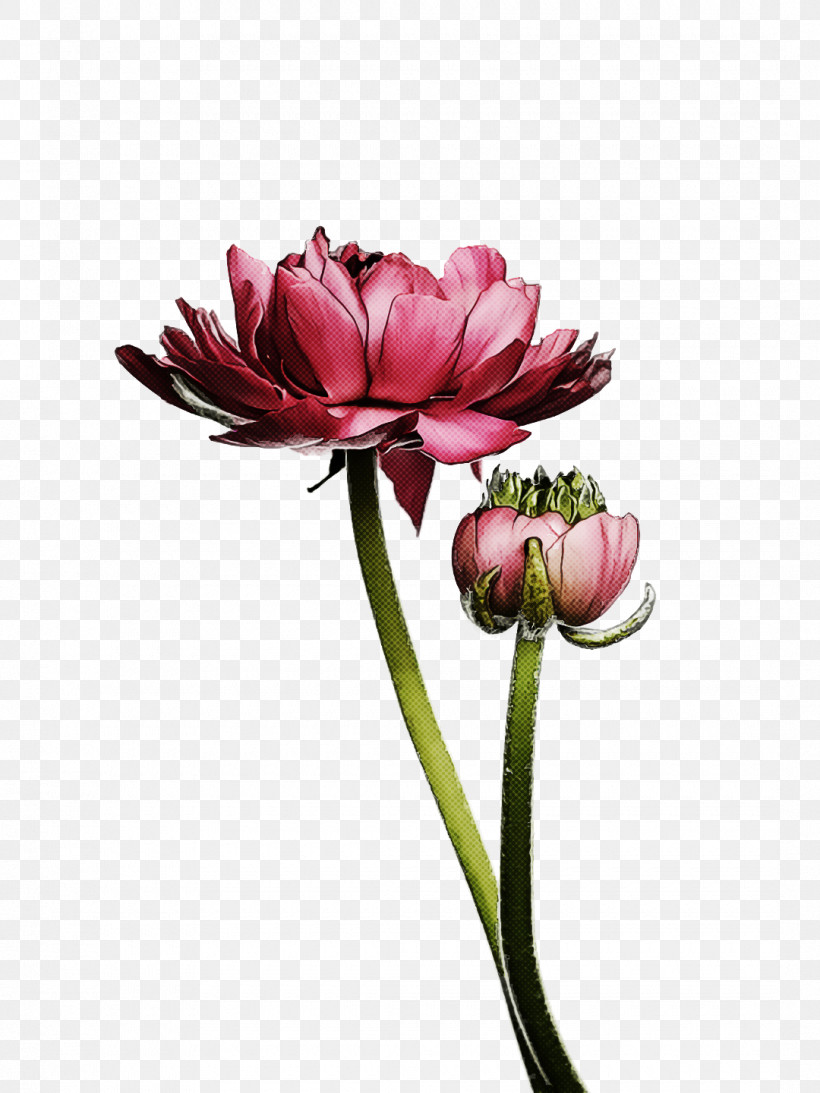 Spring Flower Spring Floral Flowers, PNG, 1080x1440px, Spring Flower, Bud, Cut Flowers, Flower, Flowers Download Free