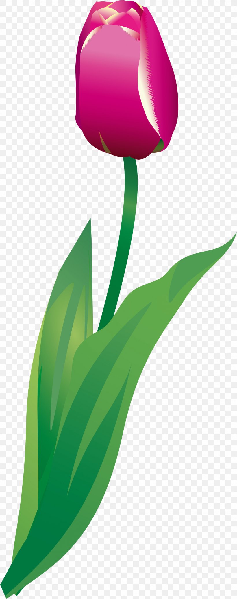 Tulip Petal Plant Stem Green Clip Art, PNG, 1907x4818px, Tulip, Flora, Flower, Flowering Plant, Grass Download Free