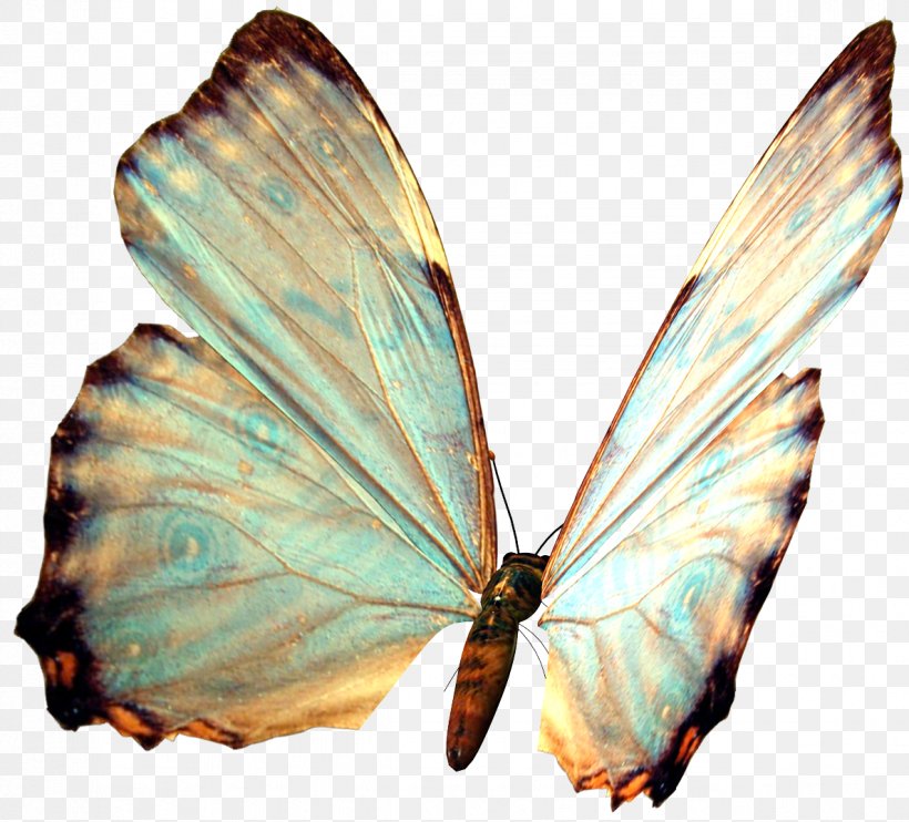 Butterfly Morpho Godarti Clip Art, PNG, 1187x1075px, Butterfly, Arthropod, Brush Footed Butterfly, Butterflies And Moths, Image File Formats Download Free