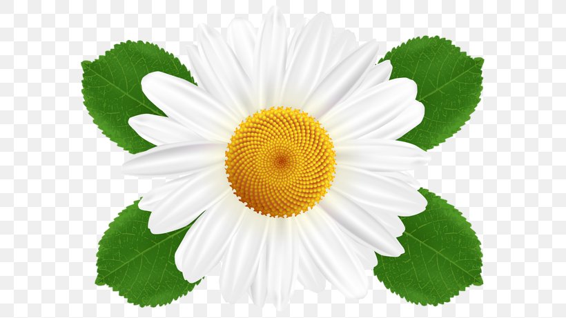 Common Daisy Oxeye Daisy Clip Art, PNG, 600x461px, Common Daisy, Annual Plant, Chamomile, Chrysanths, Daisy Download Free
