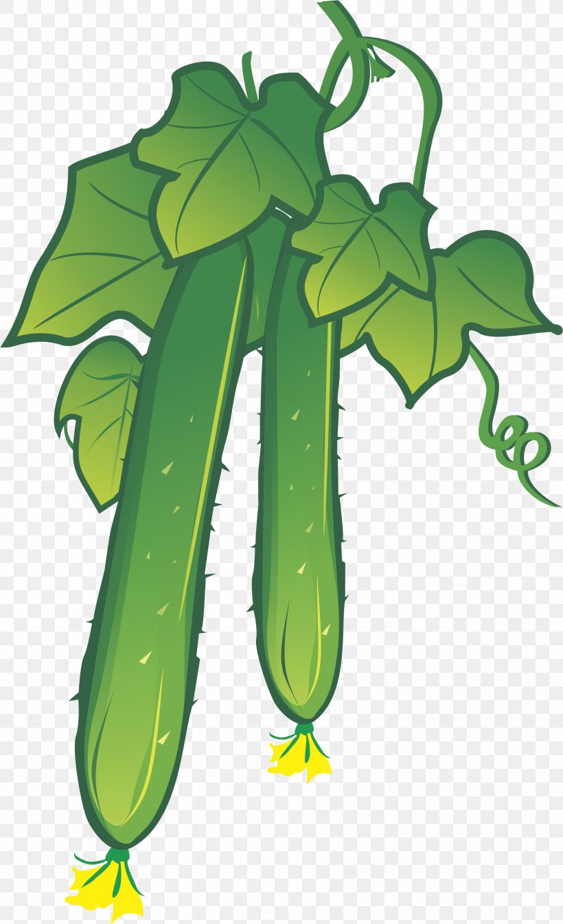 Cucumber Illustration, PNG, 2330x3826px, Cucumber, Artworks, Cartoon, Cucumis, Flowering Plant Download Free