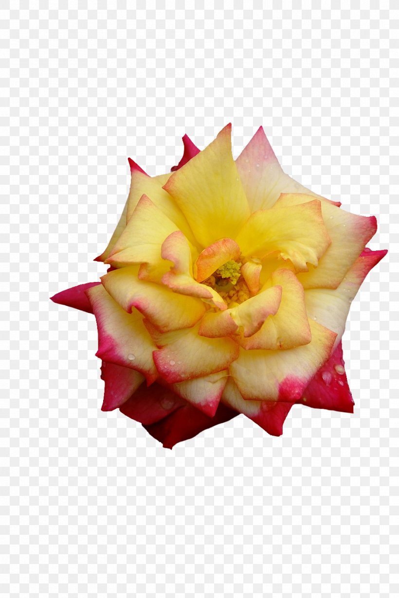 Garden Roses Cut Flowers Petal, PNG, 936x1404px, Garden Roses, Cut Flowers, Flower, Flowering Plant, Garden Download Free