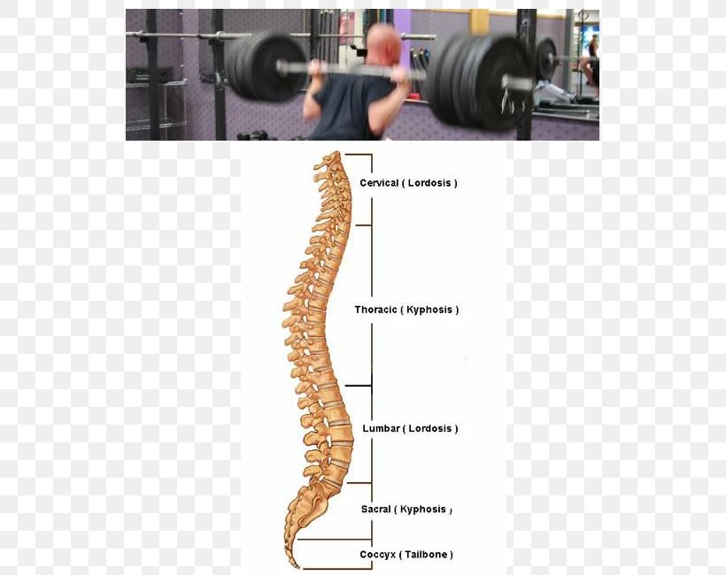 Squat Barbell Vertebral Column Deadlift, PNG, 535x650px, Squat, Anatomy, Arm, Barbell, Bone Download Free