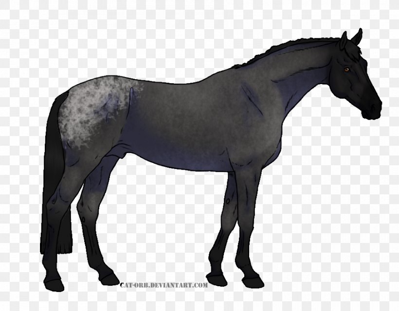 Thoroughbred Appaloosa American Quarter Horse Stallion Mustang, PNG, 900x703px, Thoroughbred, American Quarter Horse, Appaloosa, Black, Bridle Download Free