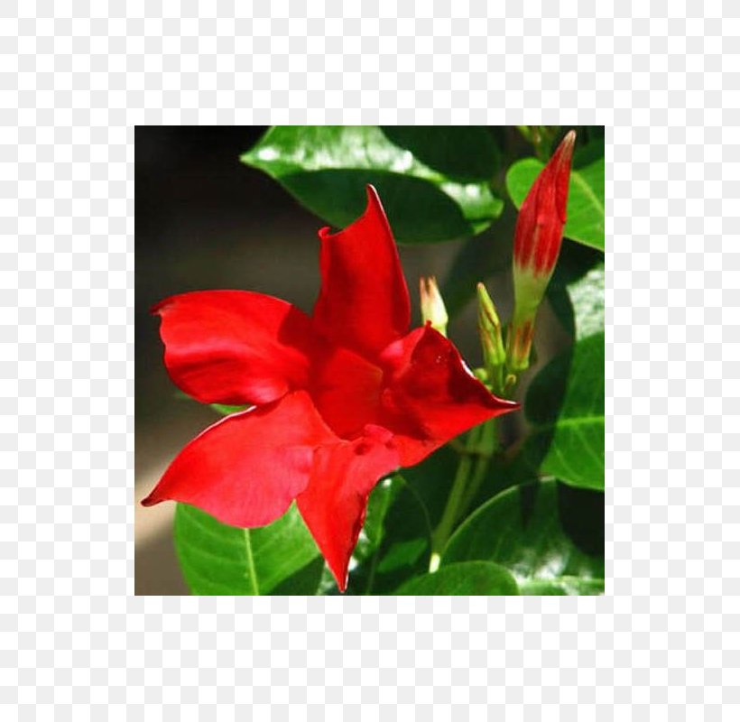 Brazilian Jasmine Red Plant Stem Flowering Plant, PNG, 800x800px, Brazilian Jasmine, Color, Economic Development, Flora, Floraison Download Free