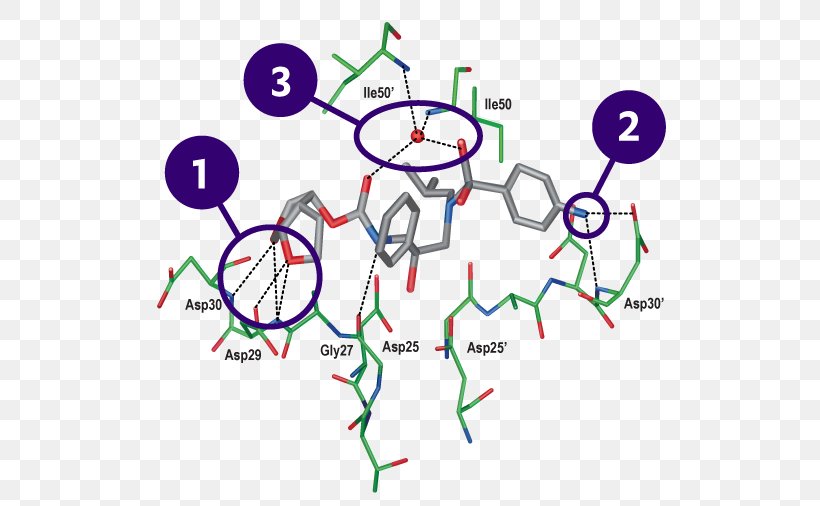 Darunavir HIV-1 Protease Cobicistat Molecular Binding Protease Inhibitor, PNG, 623x506px, Watercolor, Cartoon, Flower, Frame, Heart Download Free