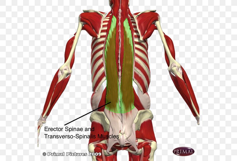 Erector Spinae Muscles Vertebral Column Iliocostalis Transversospinales, PNG, 560x560px, Watercolor, Cartoon, Flower, Frame, Heart Download Free