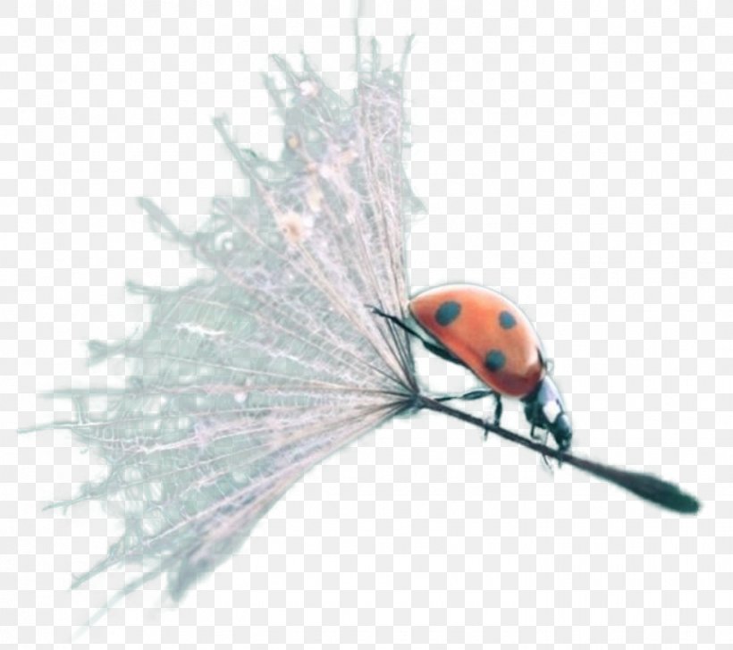 Insect Lady Bird, PNG, 1452x1289px, Insect, Fly, Invertebrate, Lady Bird, Ladybird Download Free
