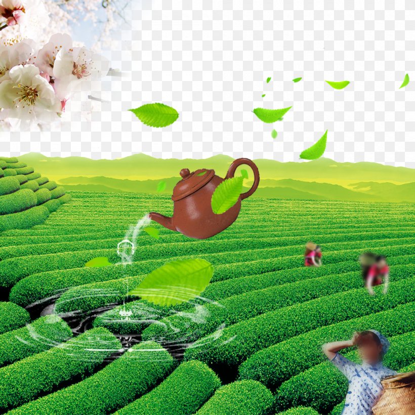 Tea Download Computer File, PNG, 1000x1000px, Tea, Agriculture, Com, Crop, Drawing Download Free