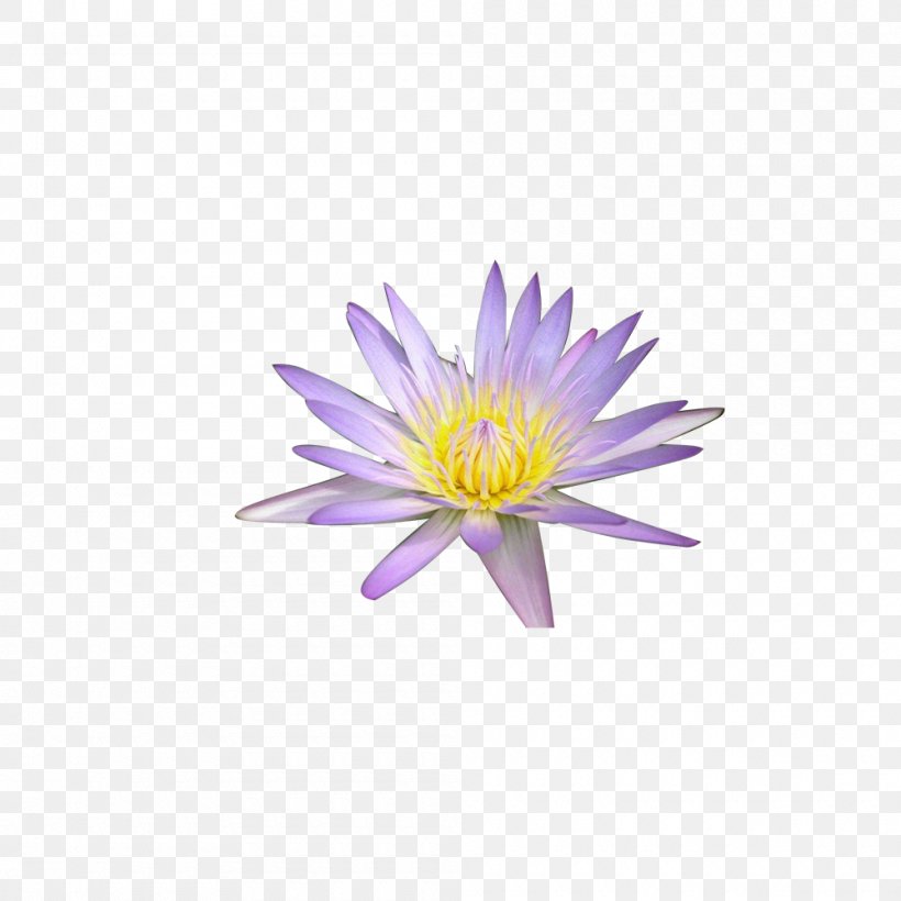 Animation Android Wallpaper, PNG, 1000x1000px, Animation, Android, Chrysanths, Daisy Family, Display Resolution Download Free