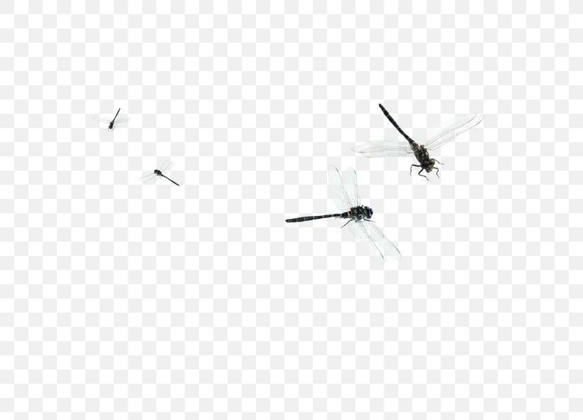 Dragonfly Flight Euclidean Vector, PNG, 591x591px, Dragonfly, Bird, Black And White, Flight, Monochrome Download Free