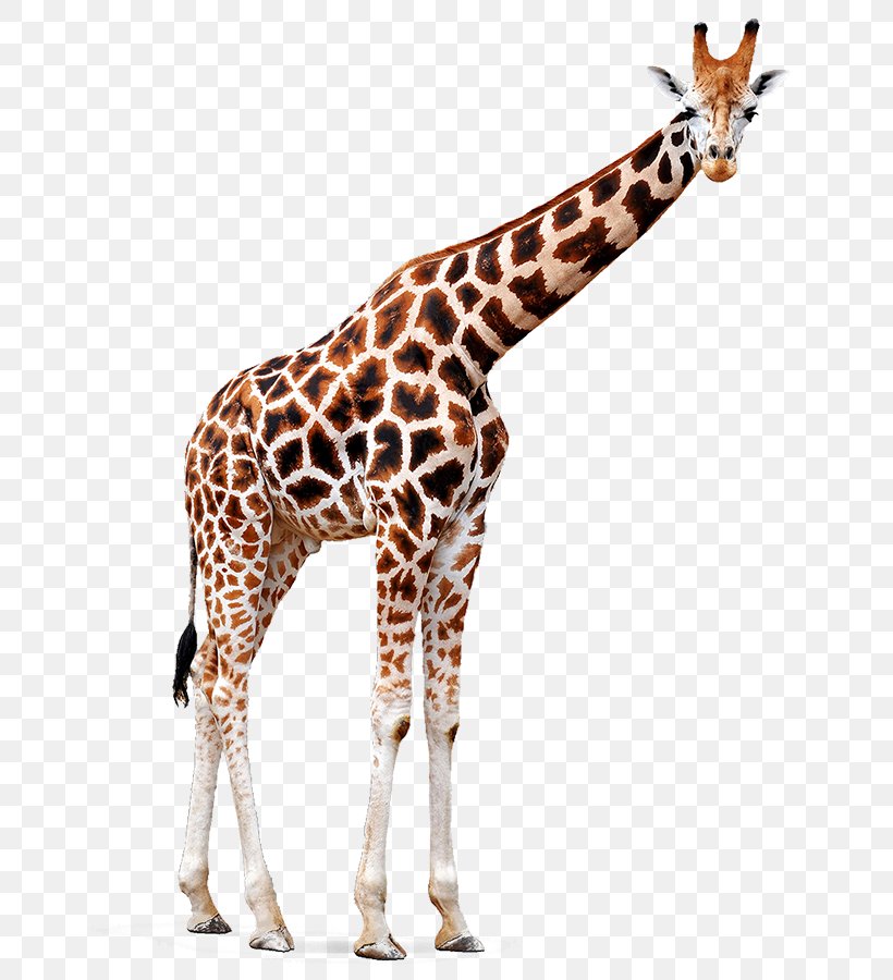 Giraffe Giraffidae Wildlife Animal Figure Snout, PNG, 682x900px, Giraffe, Animal Figure, Fawn, Giraffidae, Neck Download Free