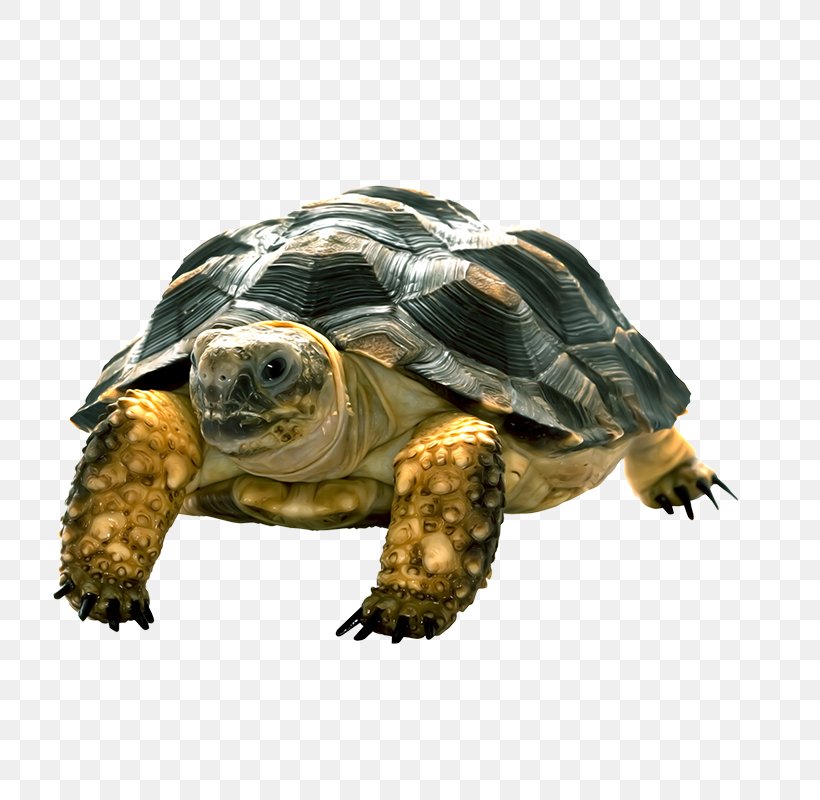 Turtle, Animation, Chelydridae, Common Snapping Turtle, Designer, PNG.