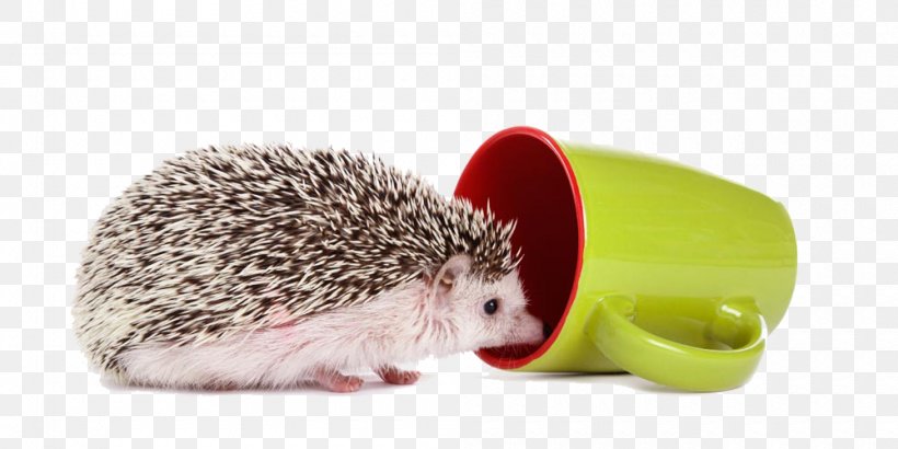 Domesticated Hedgehog Four-toed Hedgehog Photography Cup, PNG, 1000x500px, Domesticated Hedgehog, Animal, Atelerix, Cup, Cuteness Download Free