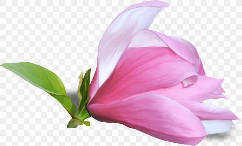 Flower Magnolia Clip Art, PNG, 1200x723px, Flower, Archive File, Cut Flowers, Flowering Plant, Information Download Free