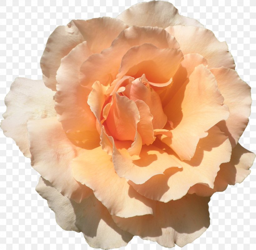 Garden Roses Centifolia Roses Flower Floribunda Rosaceae, PNG, 905x883px, Garden Roses, Centifolia Roses, Closeup, Cut Flowers, Deviantart Download Free