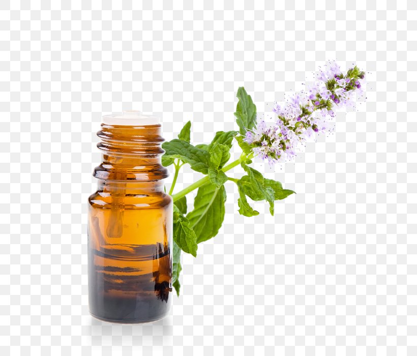 Mentha Arvensis Pennyroyal Essential Oil Huile Essentielle De Menthe, PNG, 700x700px, Mentha Arvensis, Apple Mint, Bottle, Carvone, Essential Oil Download Free