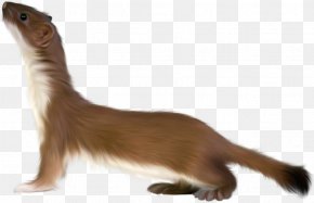 Weasel Images Weasel Transparent Png Free Download