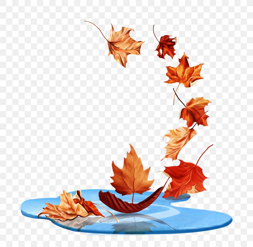 Autumn Leaf Color Clip Art Japanese Maple Maple Leaf, PNG, 800x800px, 2018, Leaf, Autumn, Autumn Leaf Color, Drawing Download Free