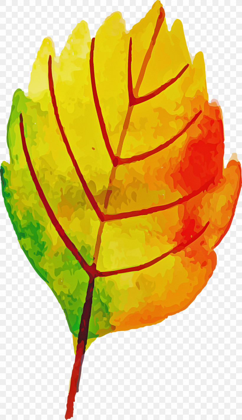 Autumn Leaf Colorful Leaf, PNG, 1734x3000px, Autumn Leaf, Biology, Colorful Leaf, Flower, Leaf Download Free