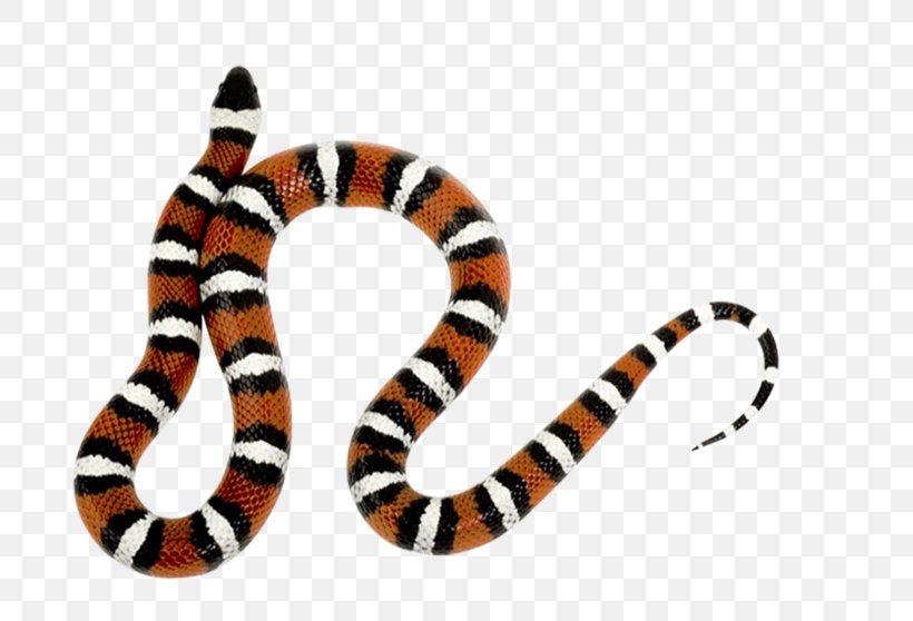 Kids Urdu Qaida Snake Clip Art, PNG, 699x558px, Qaida, Animal Figure, Arabic, Cobra, Kids Urdu Qaida Download Free