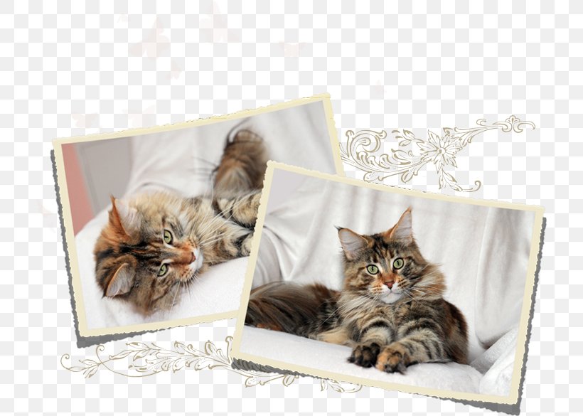 Kitten Maine Coon Norwegian Forest Cat Domestic Short Haired Cat