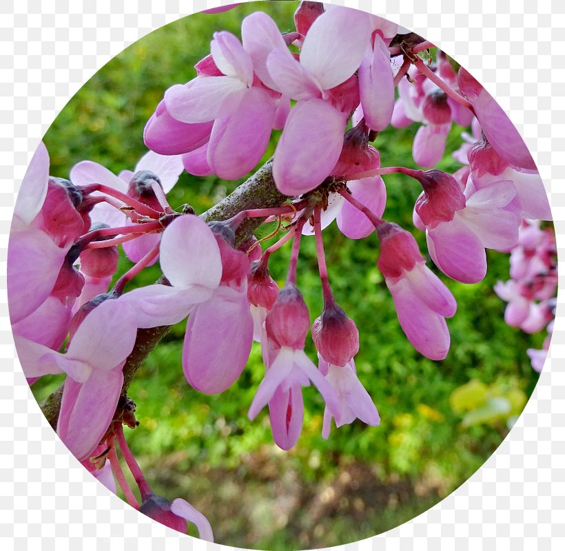 Pink M Flowering Plant RTV Pink Wildflower, PNG, 800x800px, Pink M, Blossom, Flora, Flower, Flowering Plant Download Free