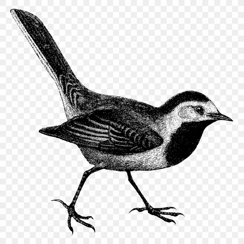 Common Blackbird Euclidean Vector, PNG, 1000x1000px, Bird, Beak, Black And White, Common Blackbird, Drawing Download Free