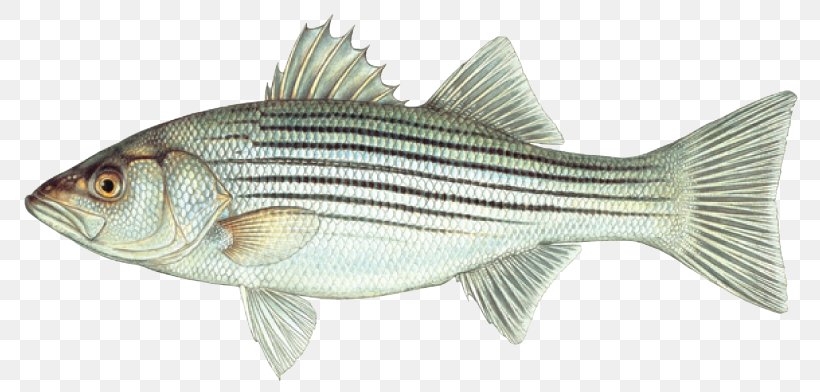 Hybrid Striped Bass Northern Pike Striped Bass Fishing, PNG, 800x392px, Striped Bass, American Shad, Barramundi, Bass, Bass Fishing Download Free